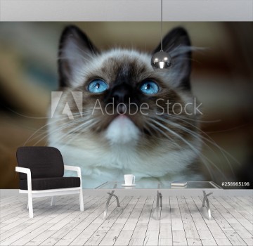 Picture of Very beautiful bright kittens blue and expressive eyes